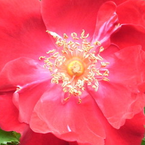 Róże ogrodowe - dzikie róże - czerwony  - Rosa  Eddie's Jewel - róża bez zapachu - J.H. Eddie - Bez podpórek możemy z niej wyhodować większy krzew różany, lecz nadaje się także do pokrywania pergoli.